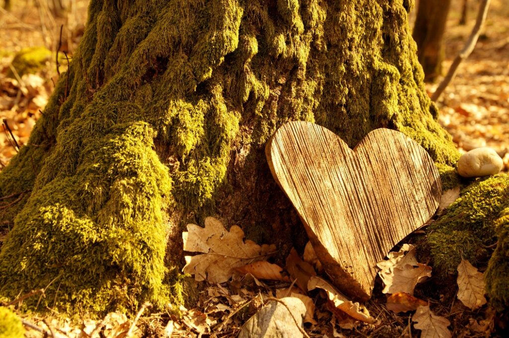 Herz aus Holz liegt bei Baum nach Waldbestattung Rostock